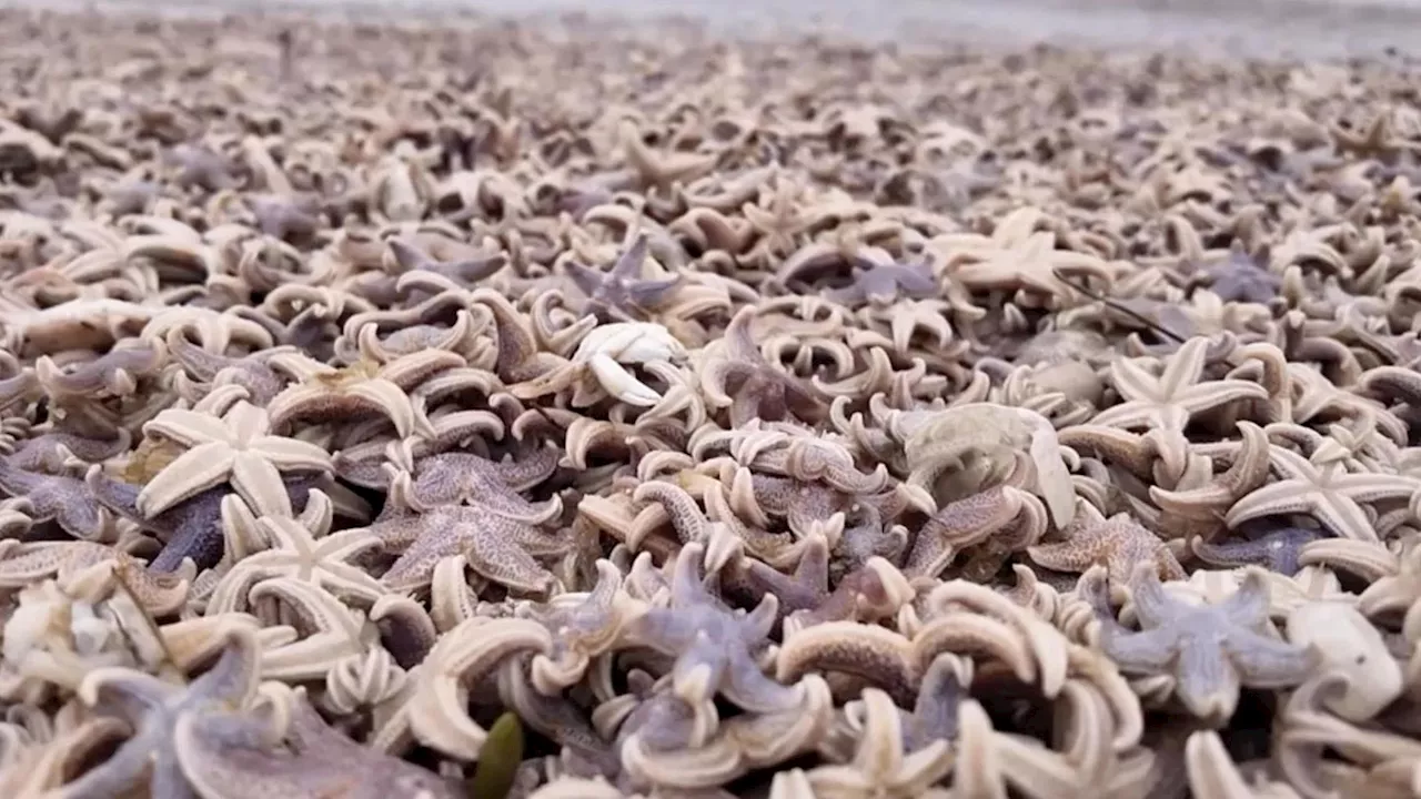 Stürme spülen Seesterne auf Sylt an