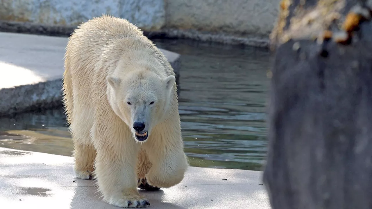 Tiere: Karlsruher Zoo veröffentlicht Laute von Eisbär-Baby