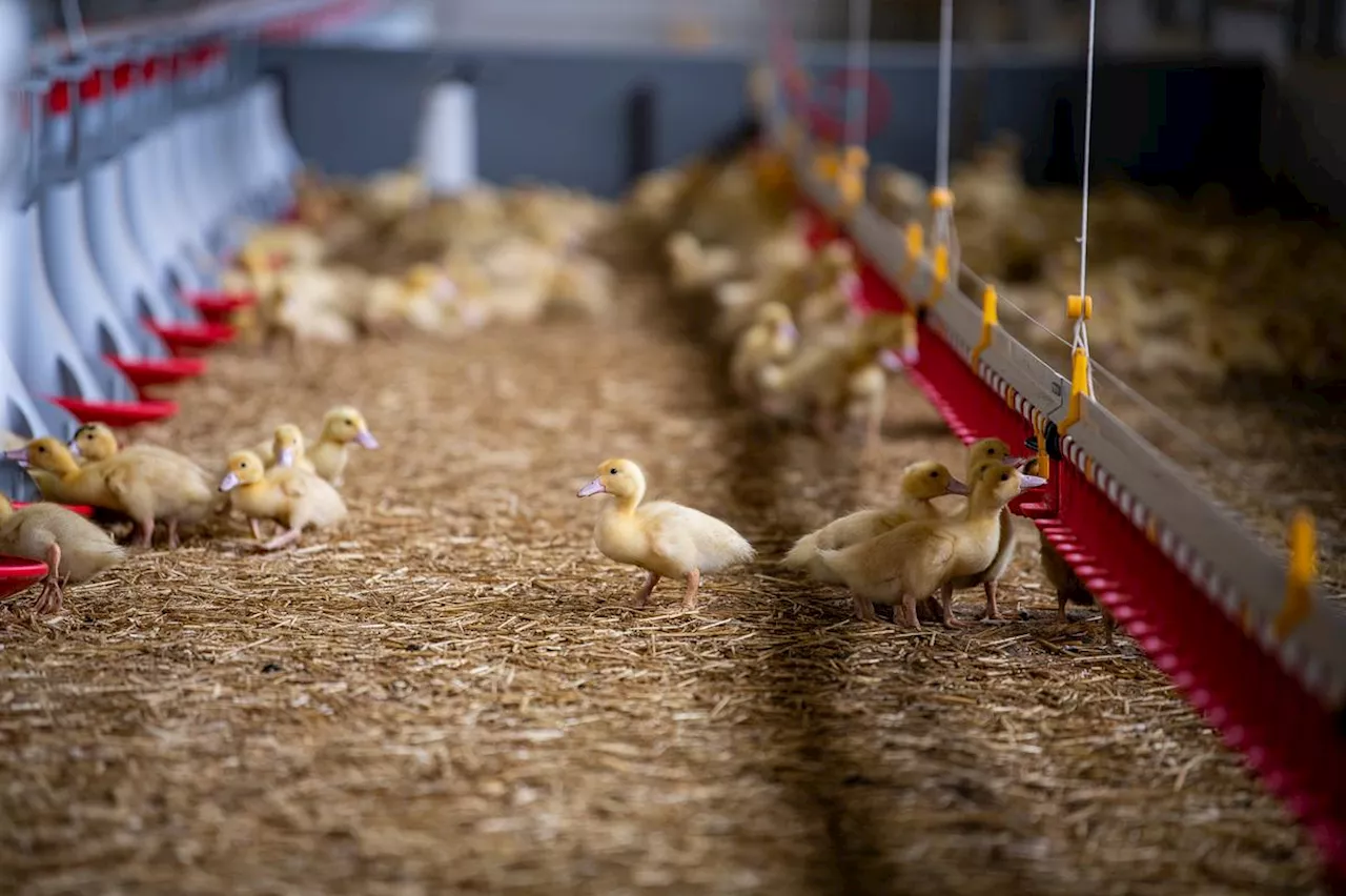 Foire de grippe aviaire hautement pathogène détecté dans un élevage de poules pondeuses près de Lisbonne