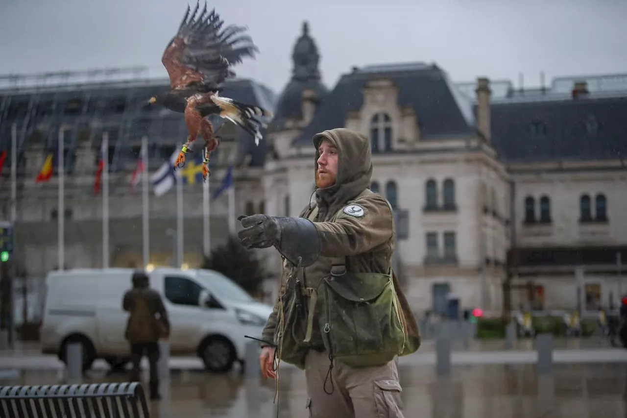 La Rochelle Effraie des milliers d'Étourneaux