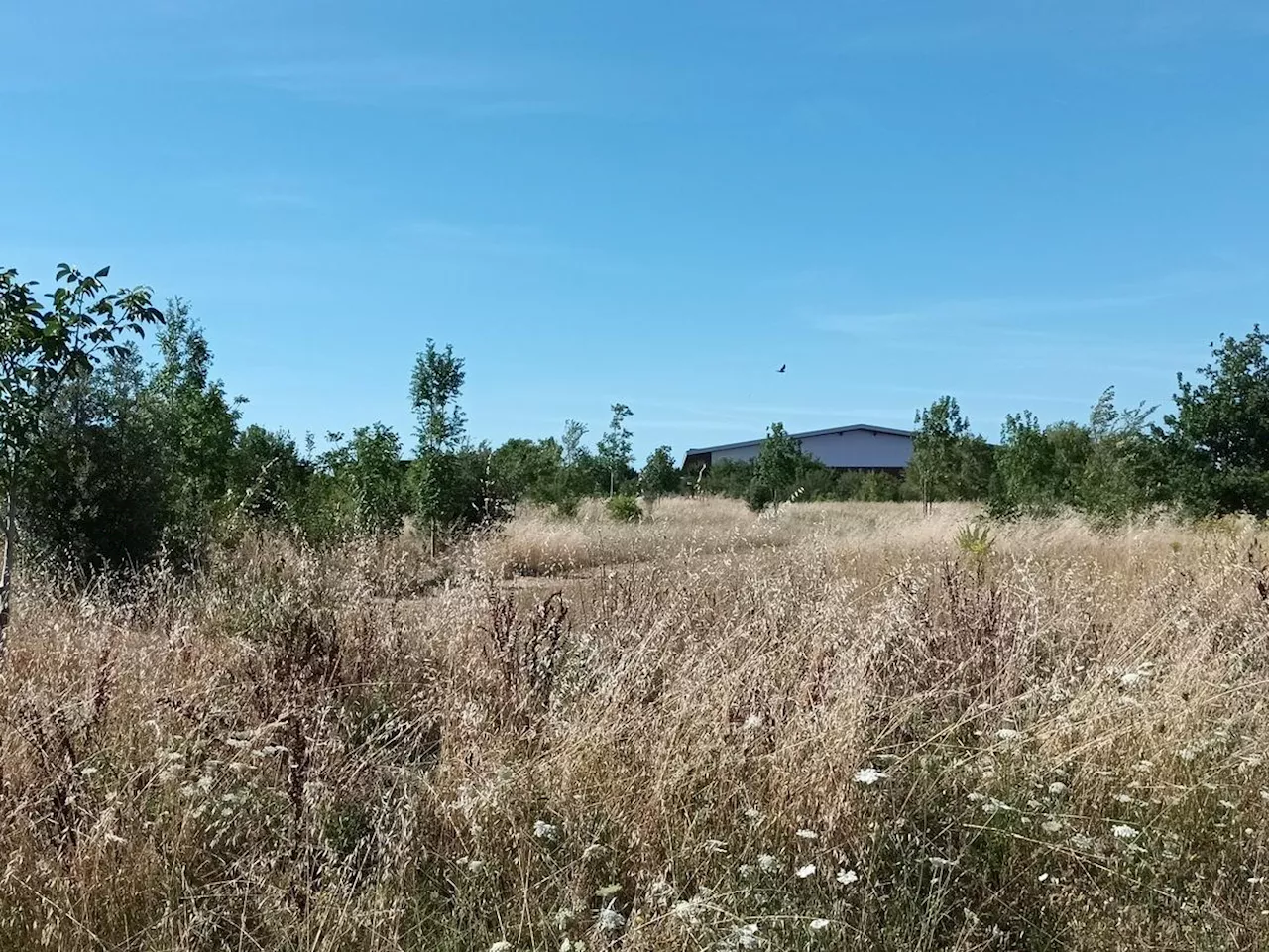 Le Rotary La Rochelle-Aunis plante 800 arbres à Périgny