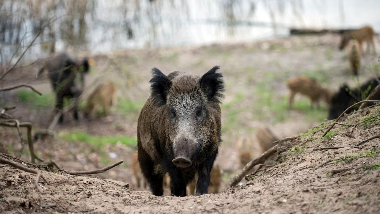 Wanderin von Wildschweinen belagert