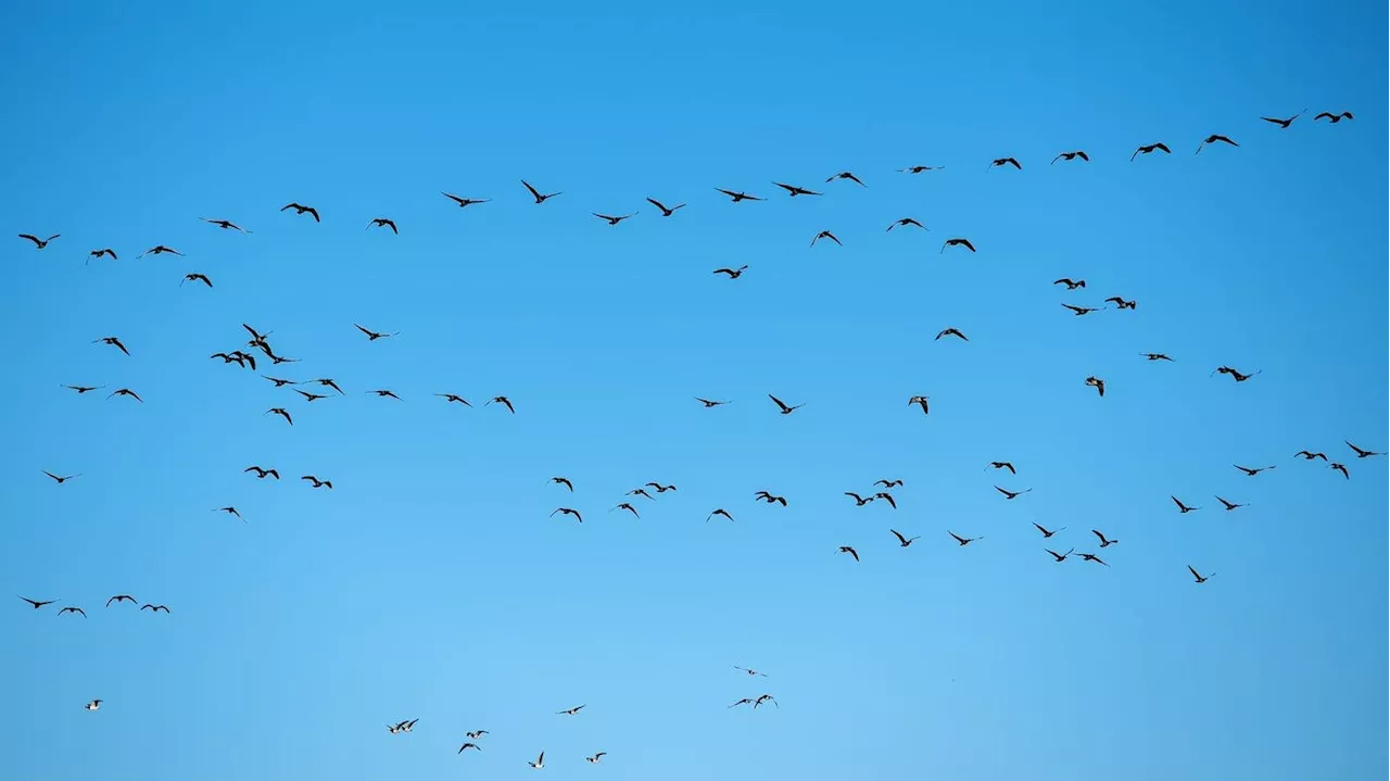 Erster Todesfall durch Vogelgrippe H5N1 in den USA