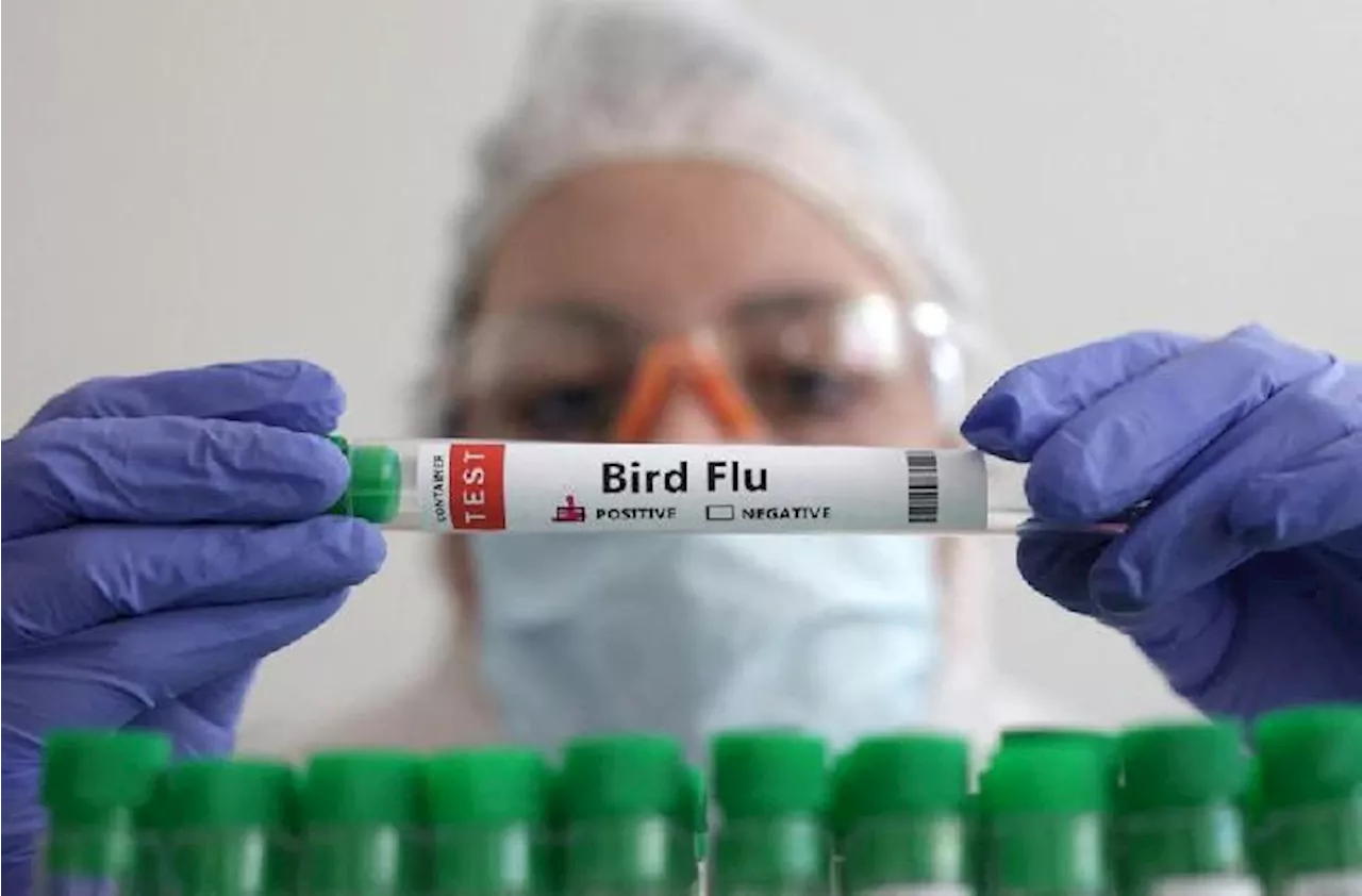 Kasus Fatal Flu Burung Pertama di Amerika Serikat