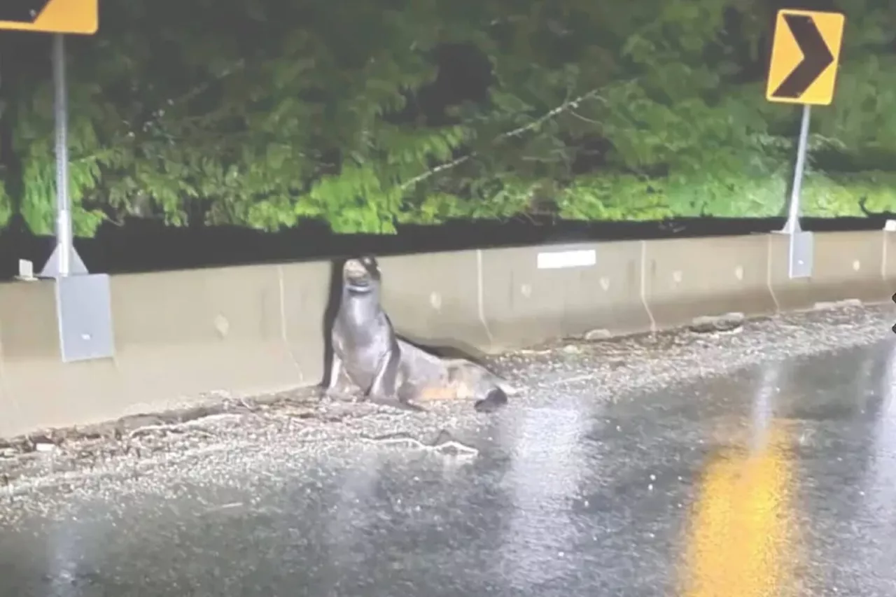 Lost California Sea Lion in Ucluelet