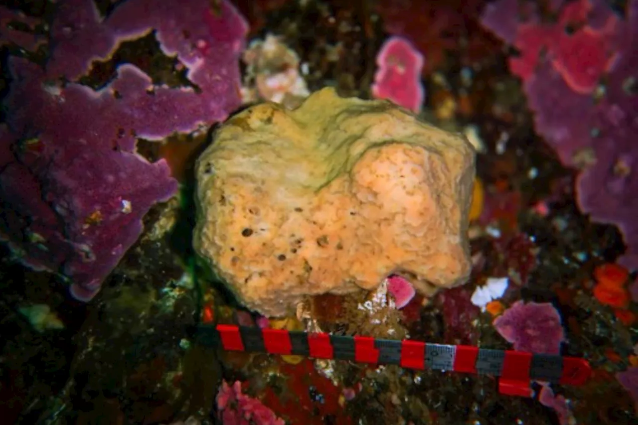 Sneezing B.C. sponge shows human-like gift for expelling irritants