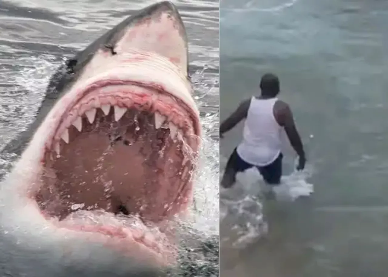 Man Swims with Sharks at Umhlanga Rocks Beach