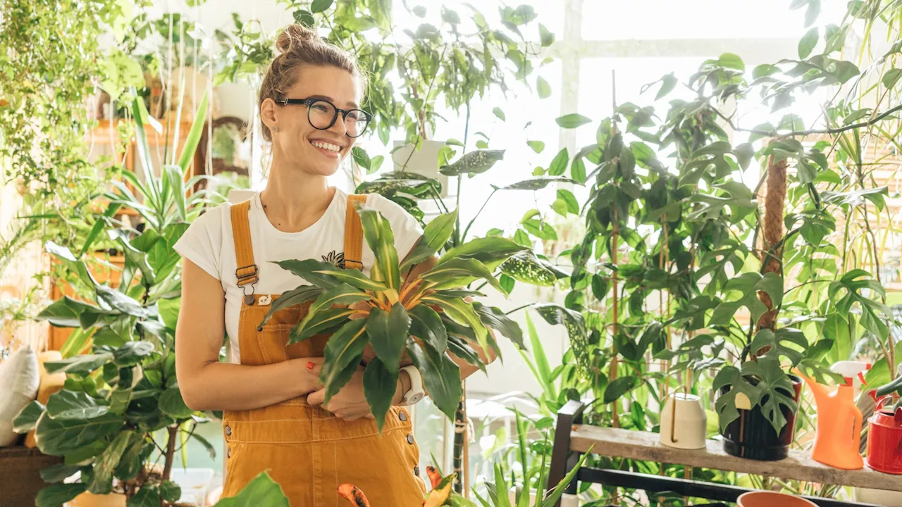 Four houseplant tips to brighten your home and your mood...