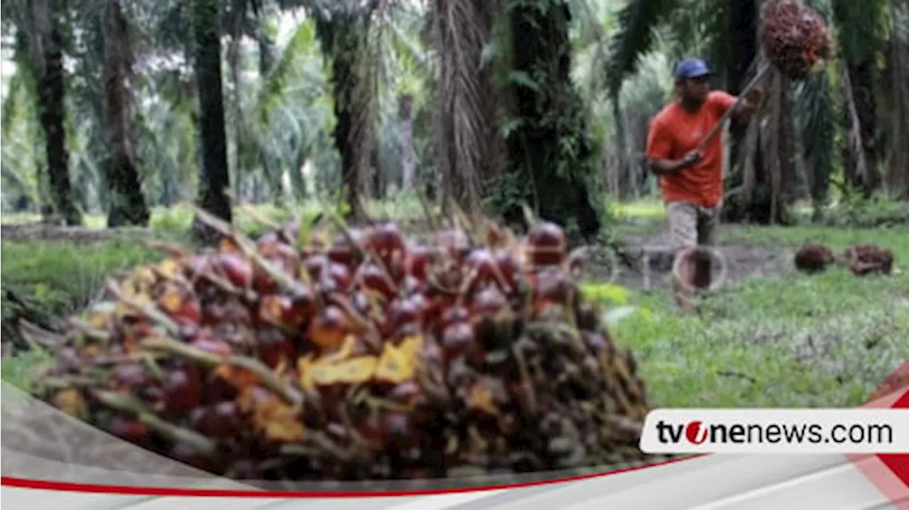 Hutan Seluas 2x Pulau Jawa Dibabat untuk Program Pangan dan Energi