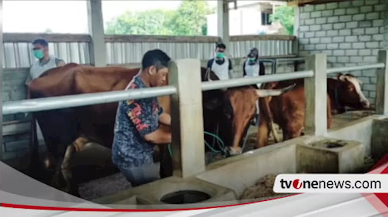 PMK Kembali Wabah di Nganjuk: 90 Ekor Terjangkit, 10 Meninggal