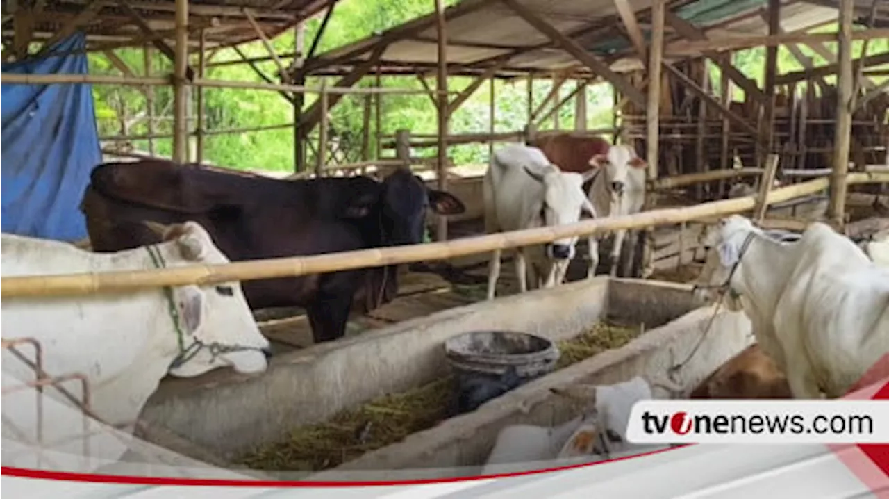 PMK Terjang Rembang, 37 Sapi Terkonfirmasi Positif