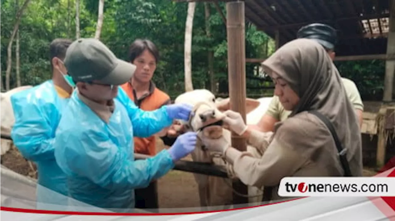 Wabah PMK Menyerang Ternak di Jawa Tengah, Tercatat 2.026 Temuan Kasus