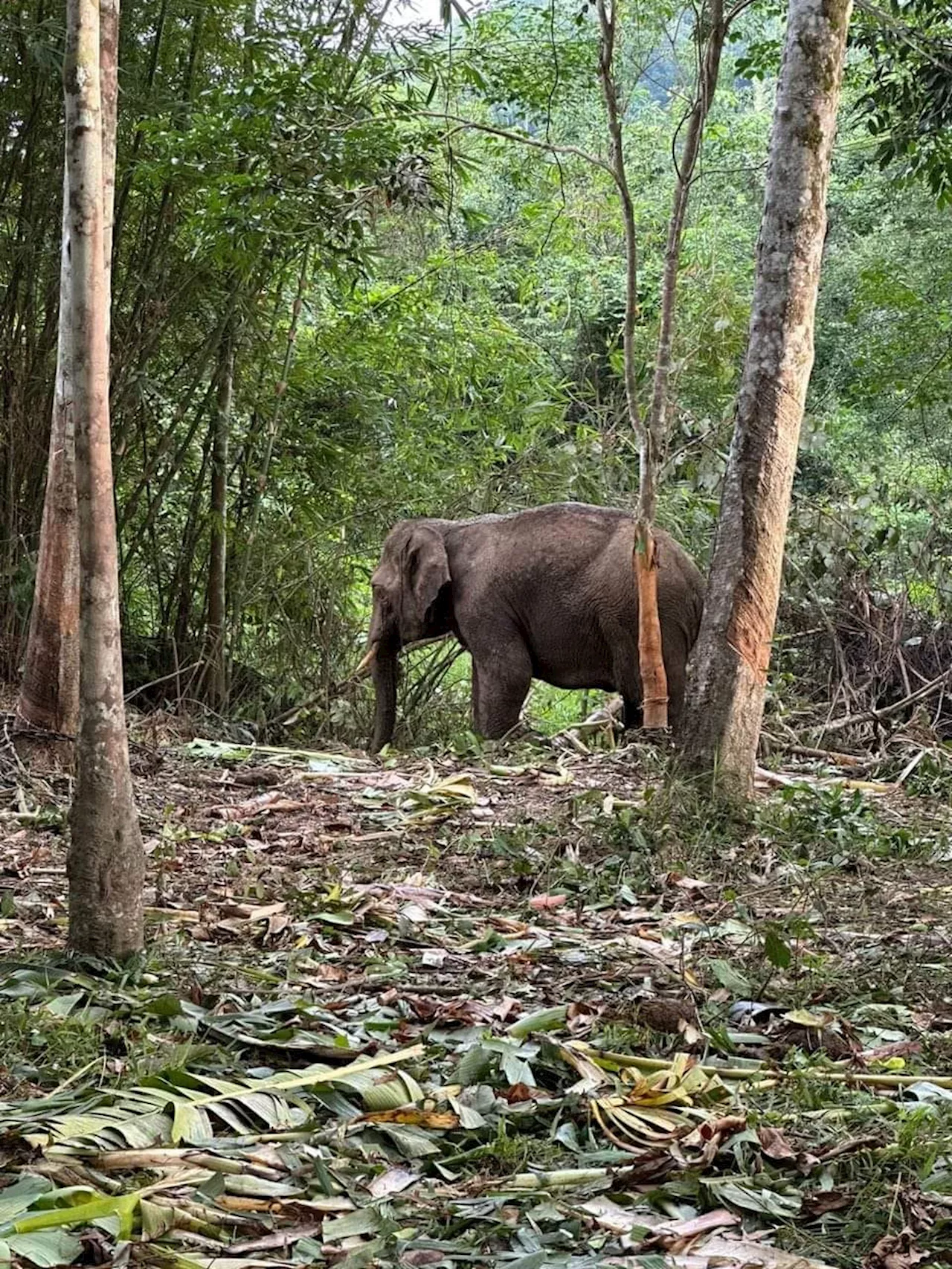 LED Panels Installed to Reduce Wildlife Threat in Malaysia