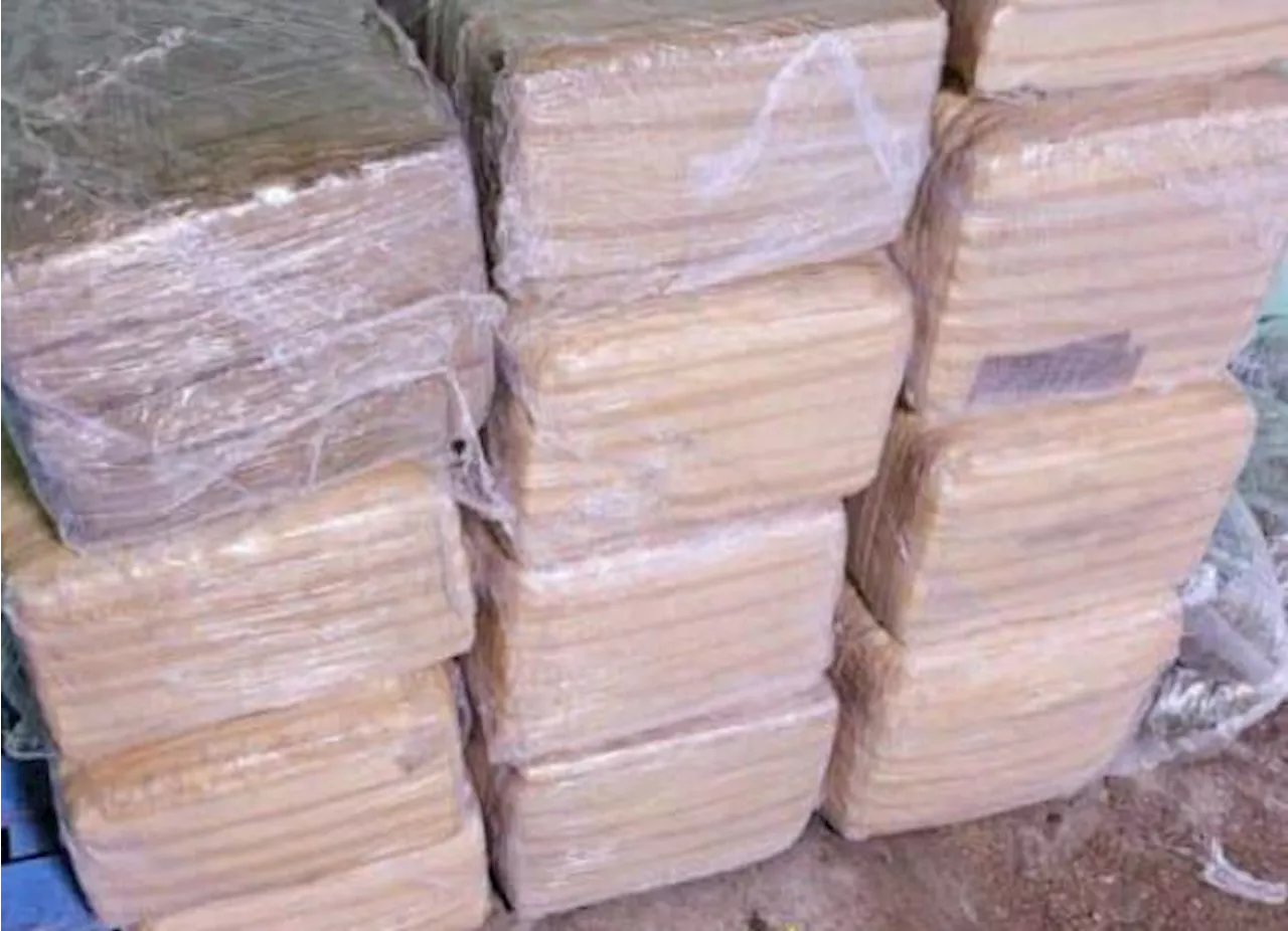 Nuevo León: Incautan más de 260 kilos de droga en cateos a viviendas en Apodaca