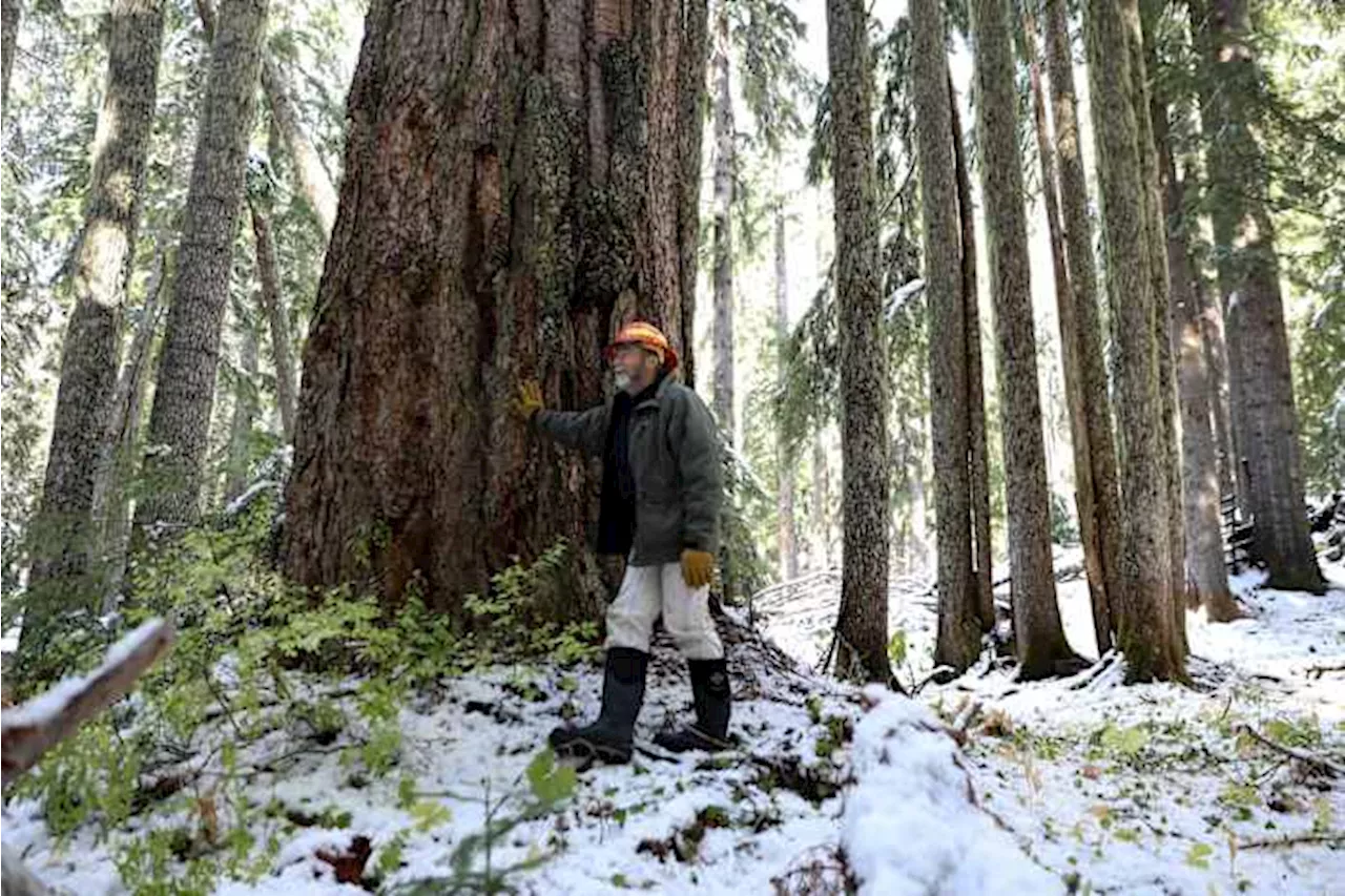 Biden Administration Halts Plan to Protect Old-Growth Trees