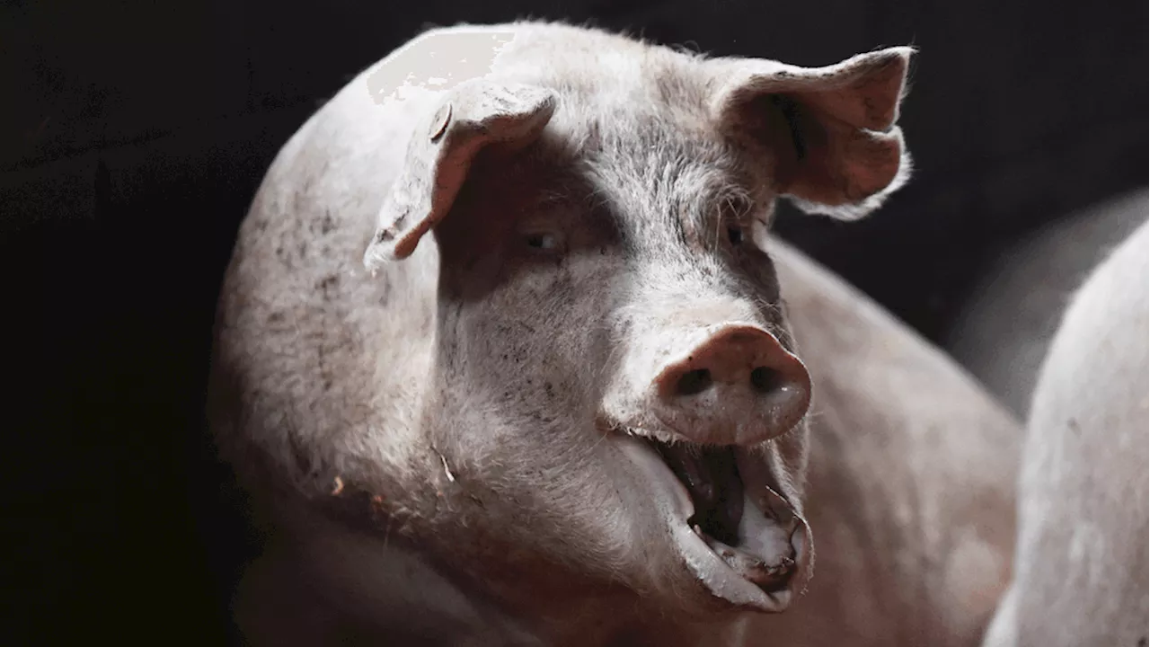 Ohio Woman Killed, Partially Eaten by Neighbor's Pigs