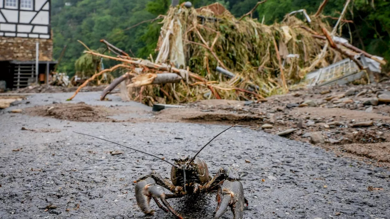 A Quarter of Freshwater Animals Face Extinction