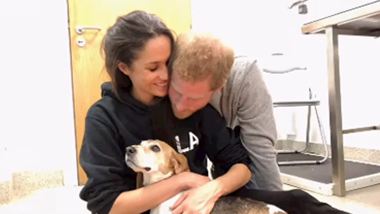 Meghan Markle Pens Heartfelt Tribute to Beloved Beagle, Guy