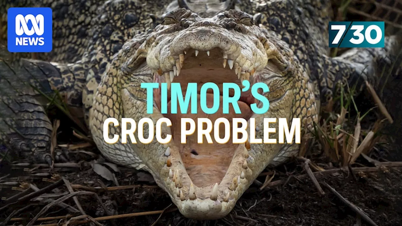 Rising Crocodile Attacks Threaten Communities in Timor-Leste