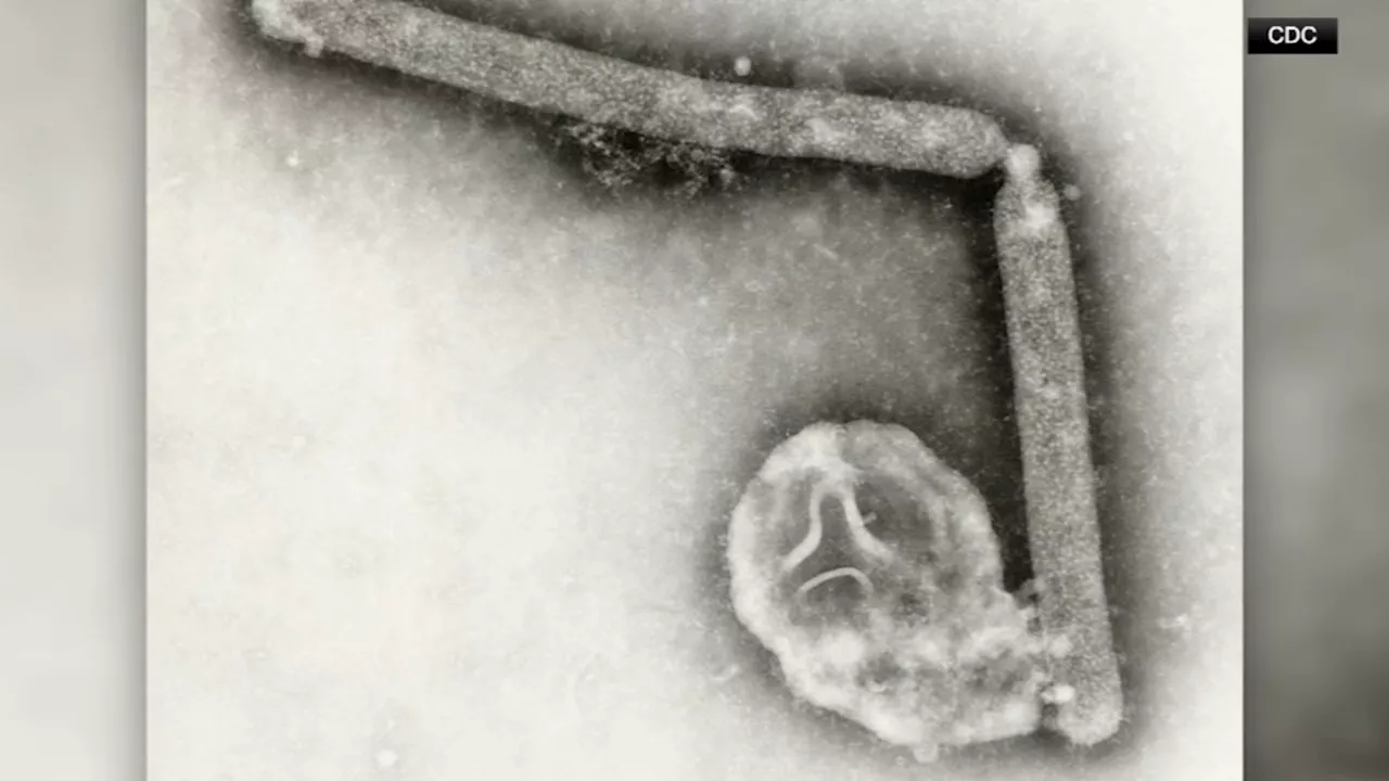 First U.S. Bird Flu Death Raises Concerns About Mutation and Pandemic Potential