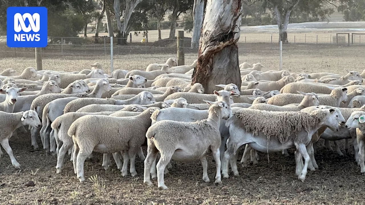 50 Sheep Stolen in Yarloop: Police Fear Trend