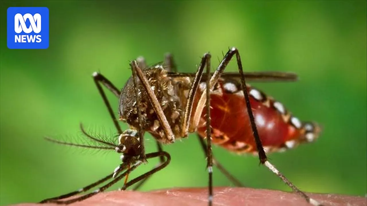 Genetic Modification Could Help Control Mosquito-Borne Diseases