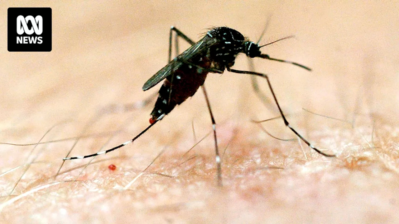 Japanese Encephalitis Detected in NSW Mosquitoes