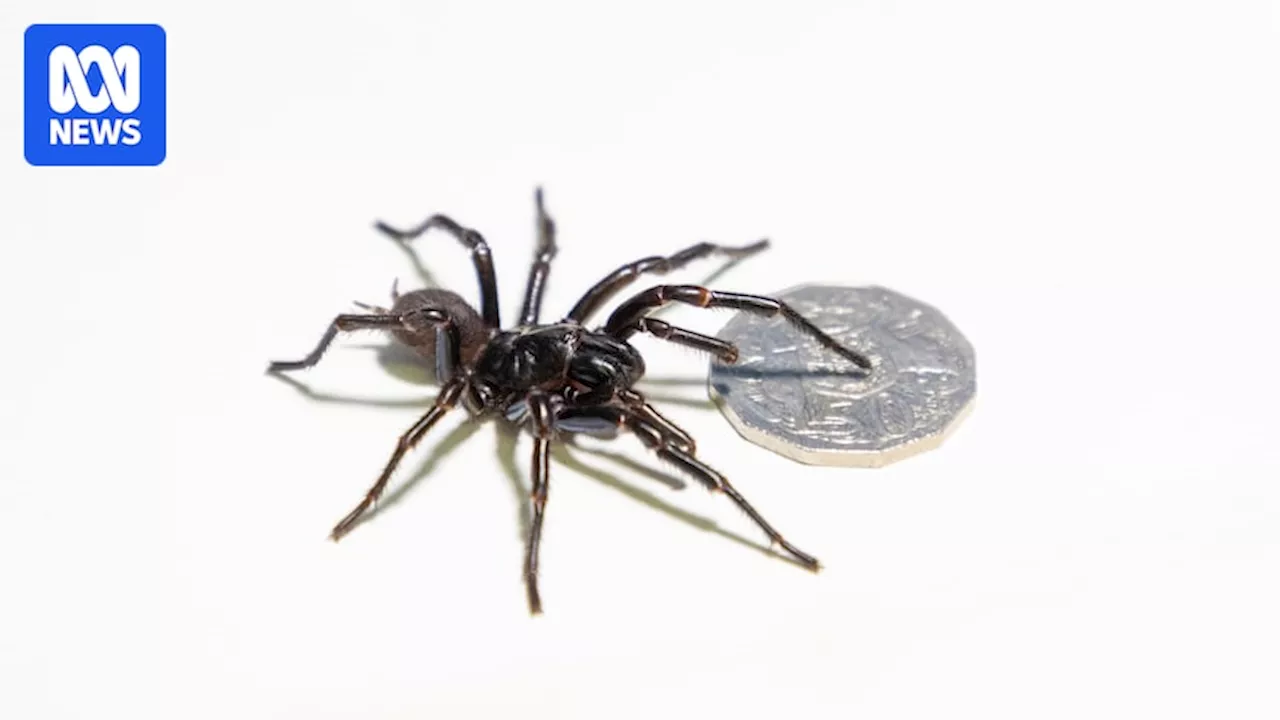 Record-Breaking Funnel-Web Spider Donated to Australian Reptile Park