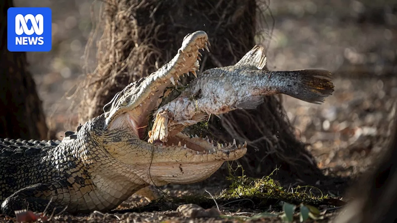 Rising Crocodile Attacks Threaten Timorese Fishermen