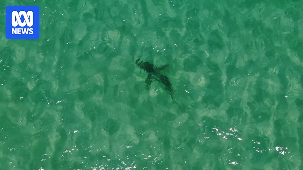 Shark Spotted Inside Perth Beach Shark Net