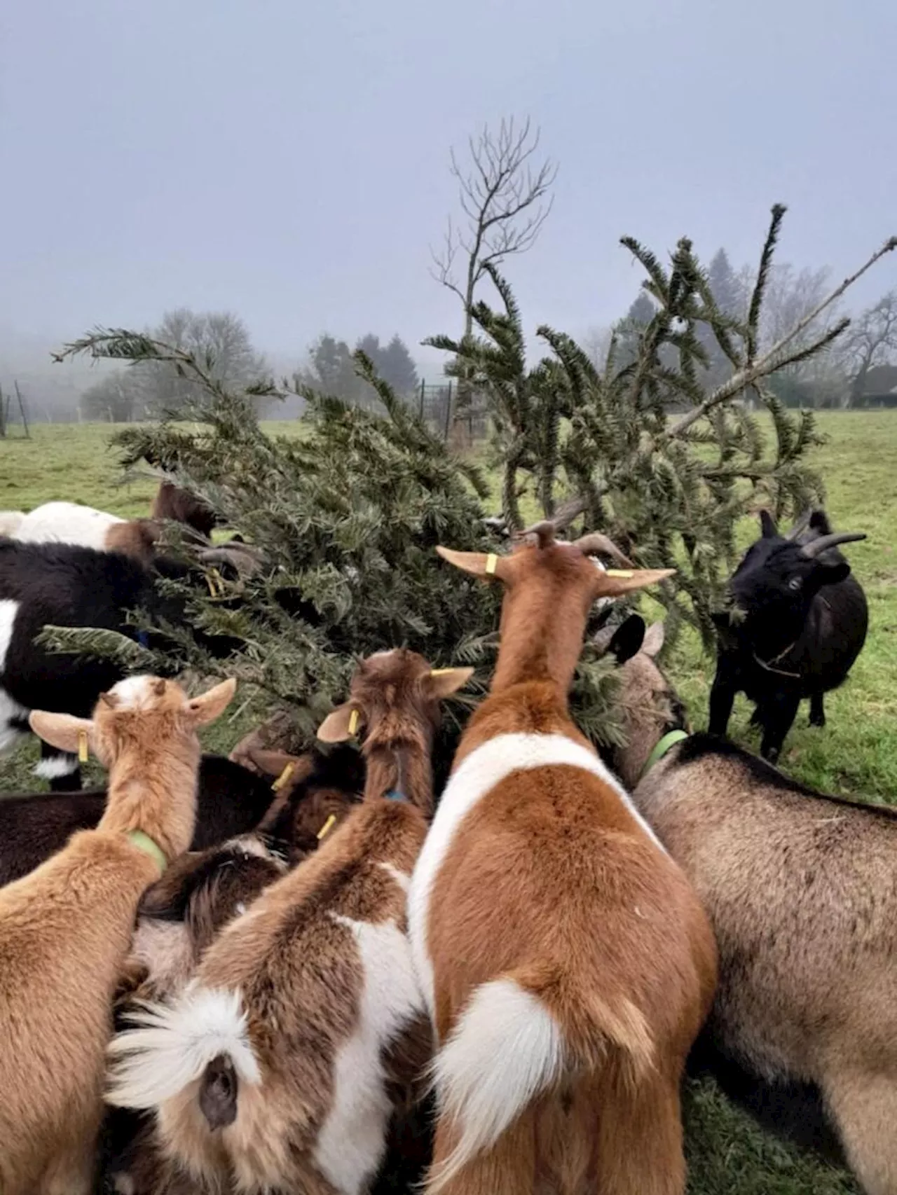 Sapin de Noël recyclé : les chèvres se régalent à la ferme