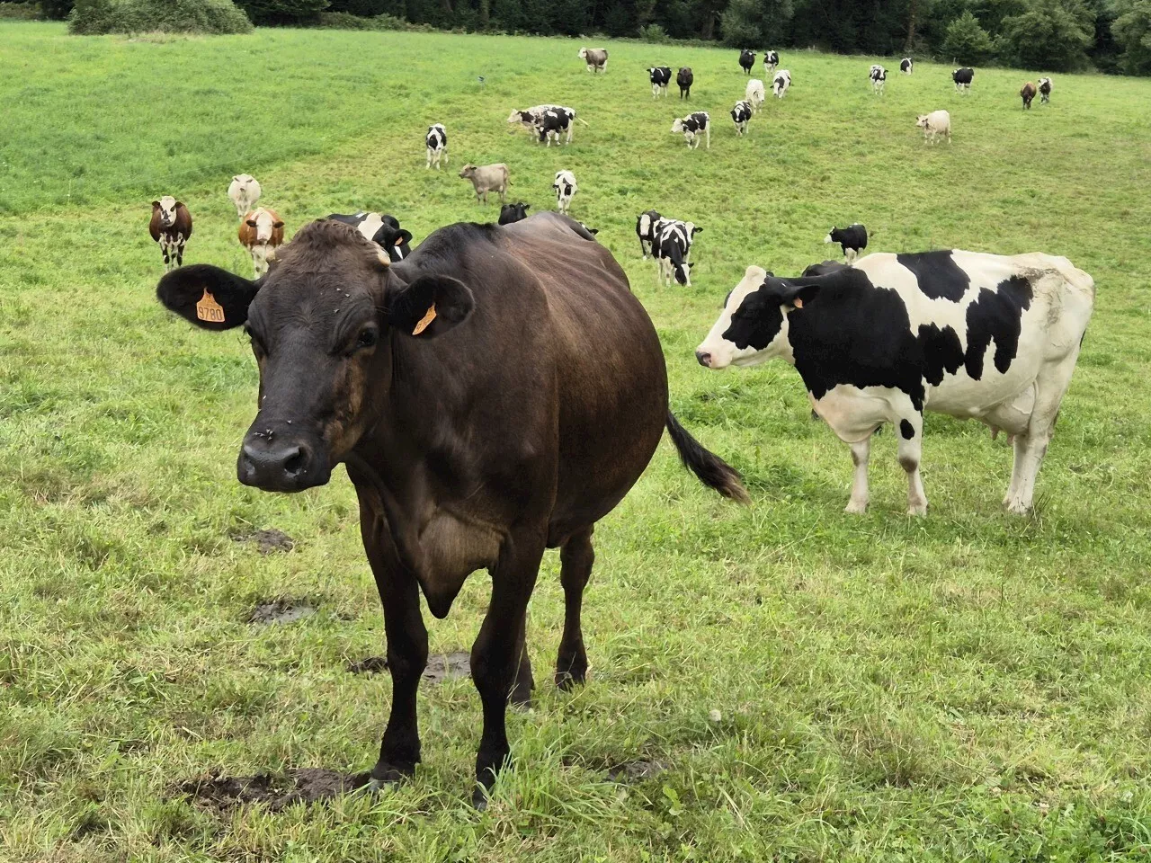 Soutien Exceptionnel aux Exploitations Agricoles des Côtes-d’Armor