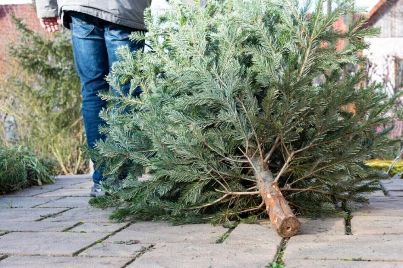 Valence organise une collecte de sapins de Noël à destination des parcs et jardins