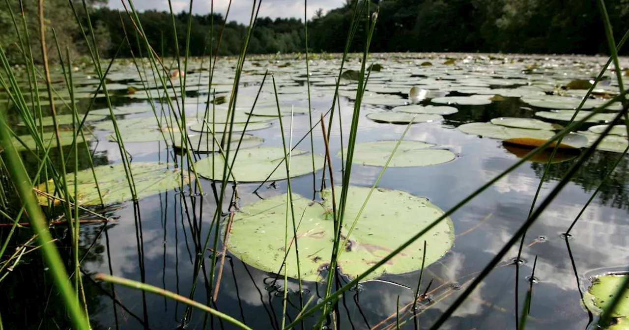 A Quarter of Freshwater Animals Face Extinction, Study Finds