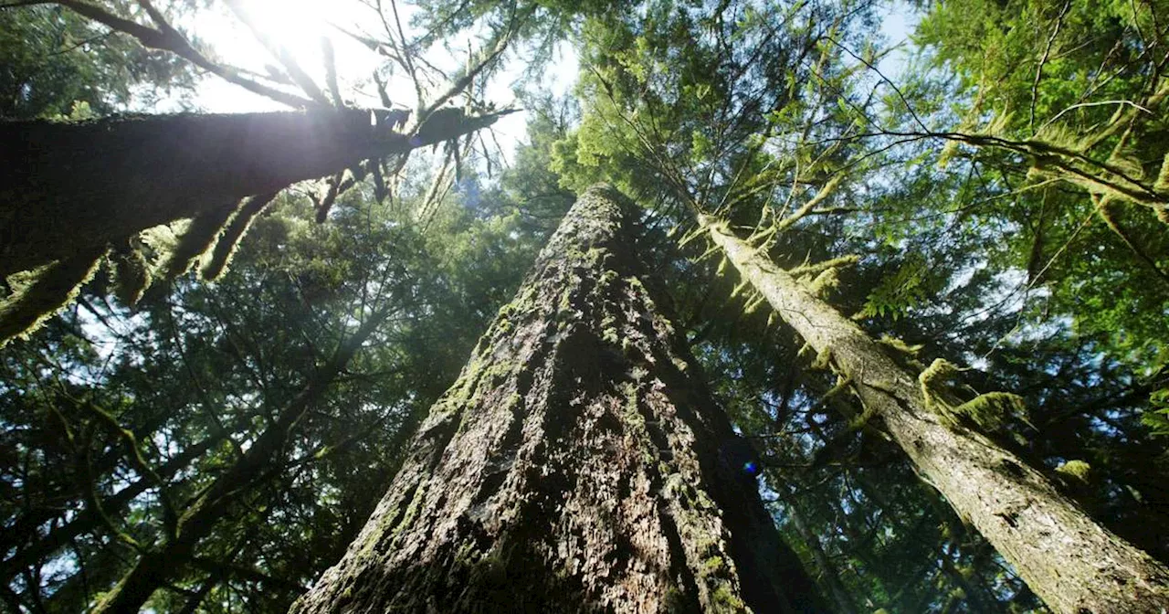 Biden Administration Drops Plan to Protect Old-Growth Forests