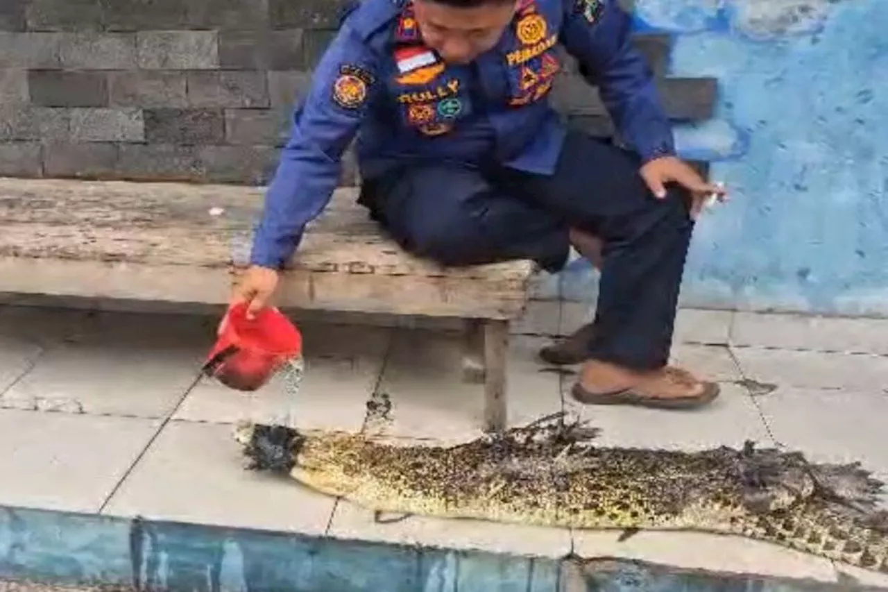 Buaya Muara di Lampung Selatan Di Evakuasi