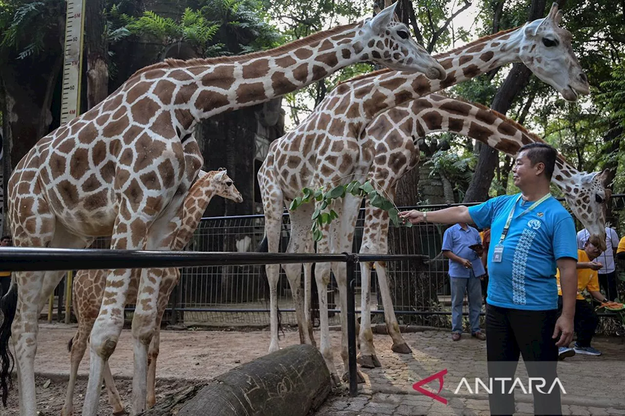 Pj Gubernur DKI Beri Nama Anak Jerapah Rajaka