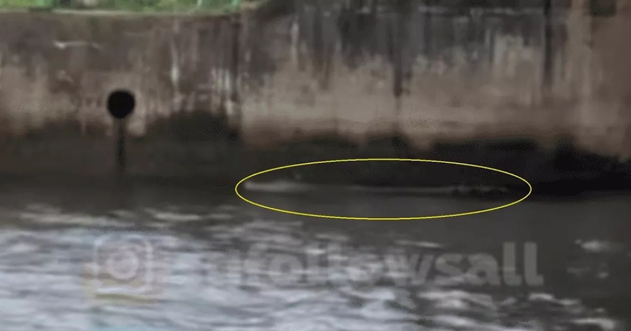 Crocodile Sighting at Yishun Dam Sparks Public Warning