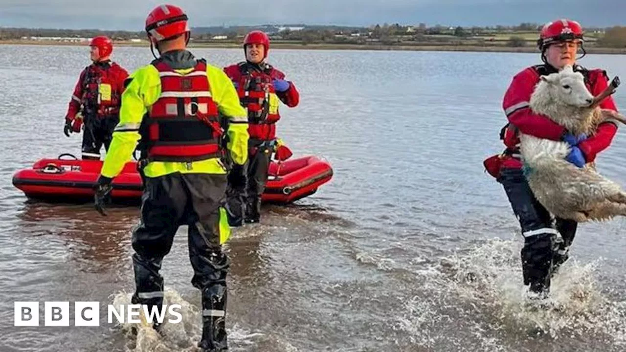 Firefighters Rescue Sheep Trapped in Floodwaters