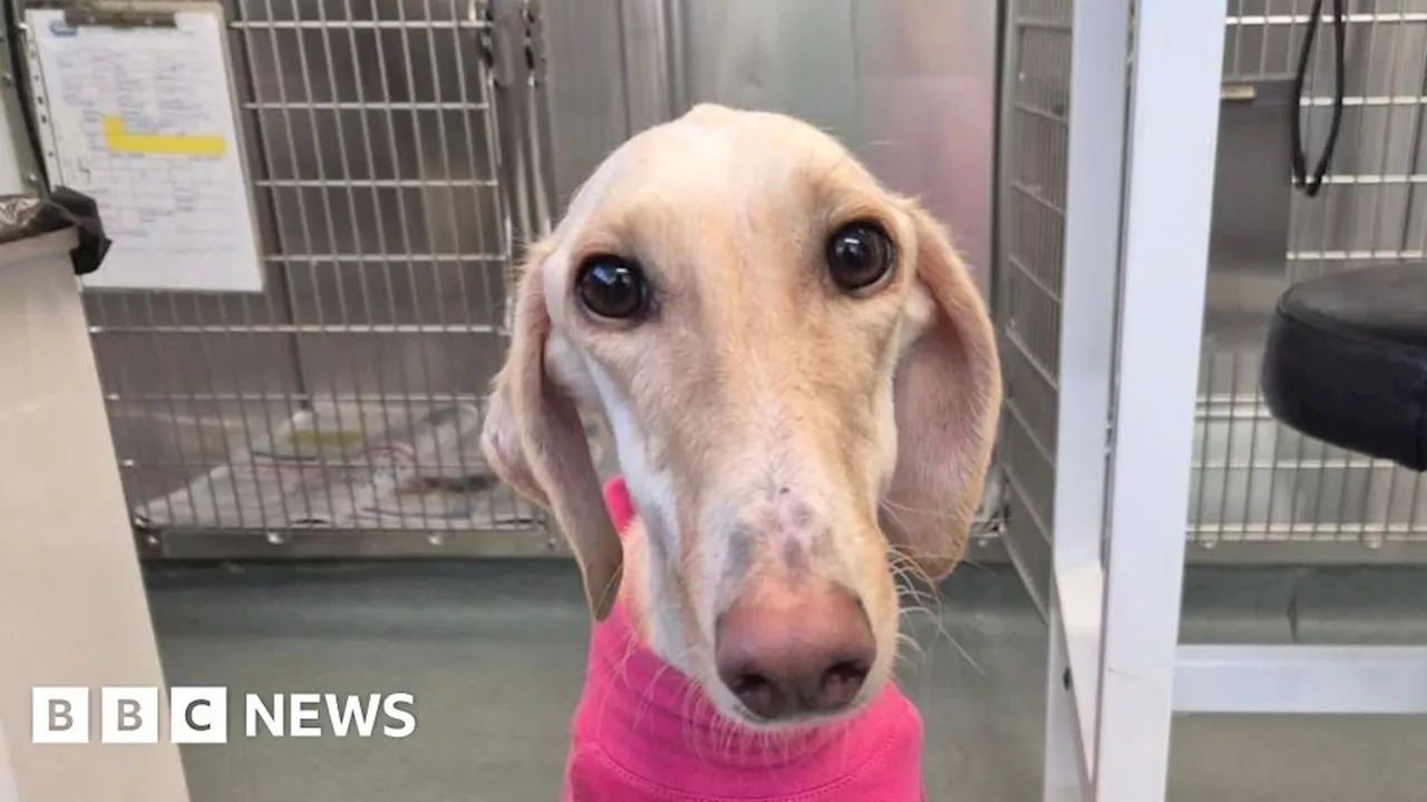 RSPCA Cares for 'Thinnest Dog' Amidst Record Pet Abandonments