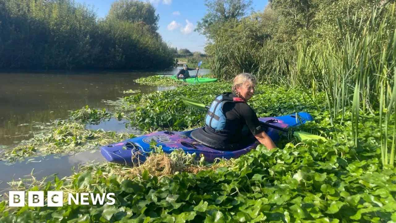 Race Against Time to Remove Invasive Pennywort