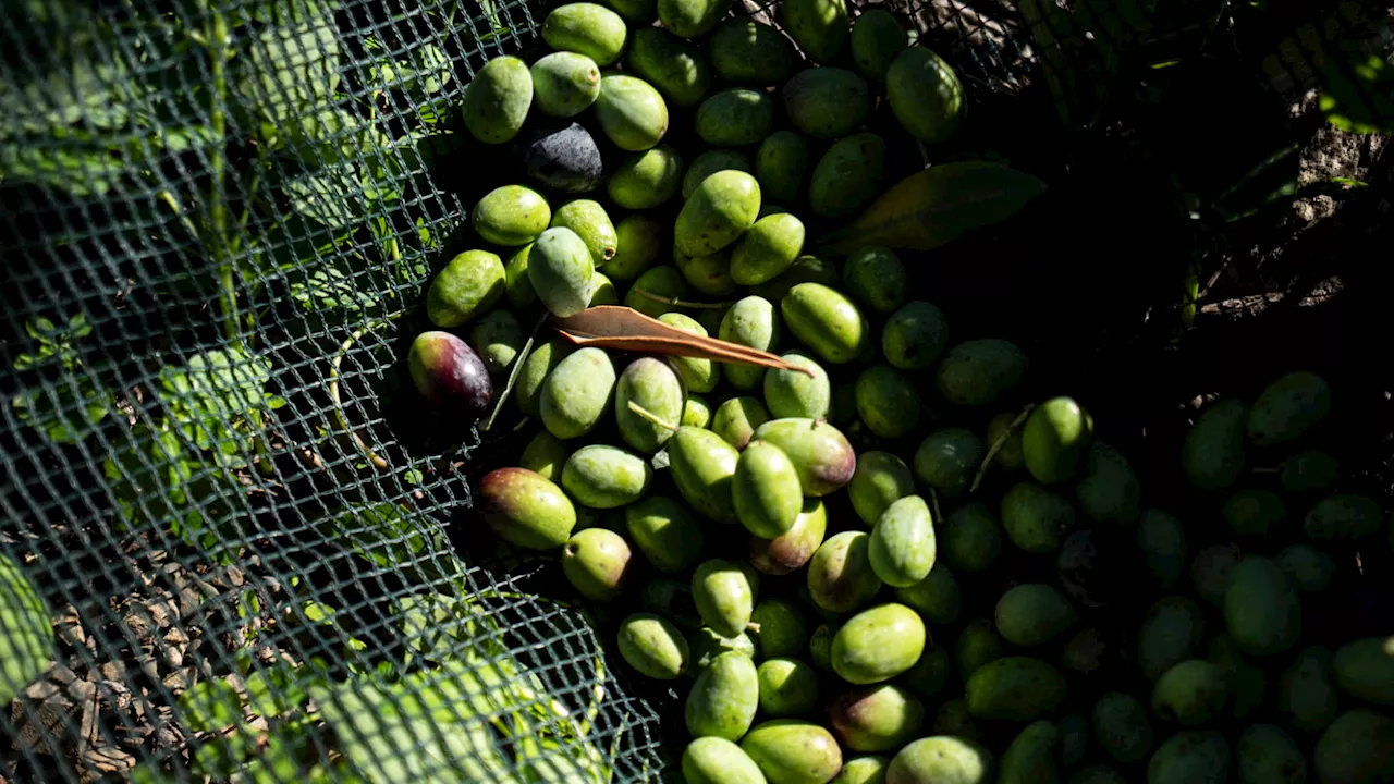 Hauts-de-Seine: un collectif produit une cuvée inédite d'huile d'olive 100% francilienne