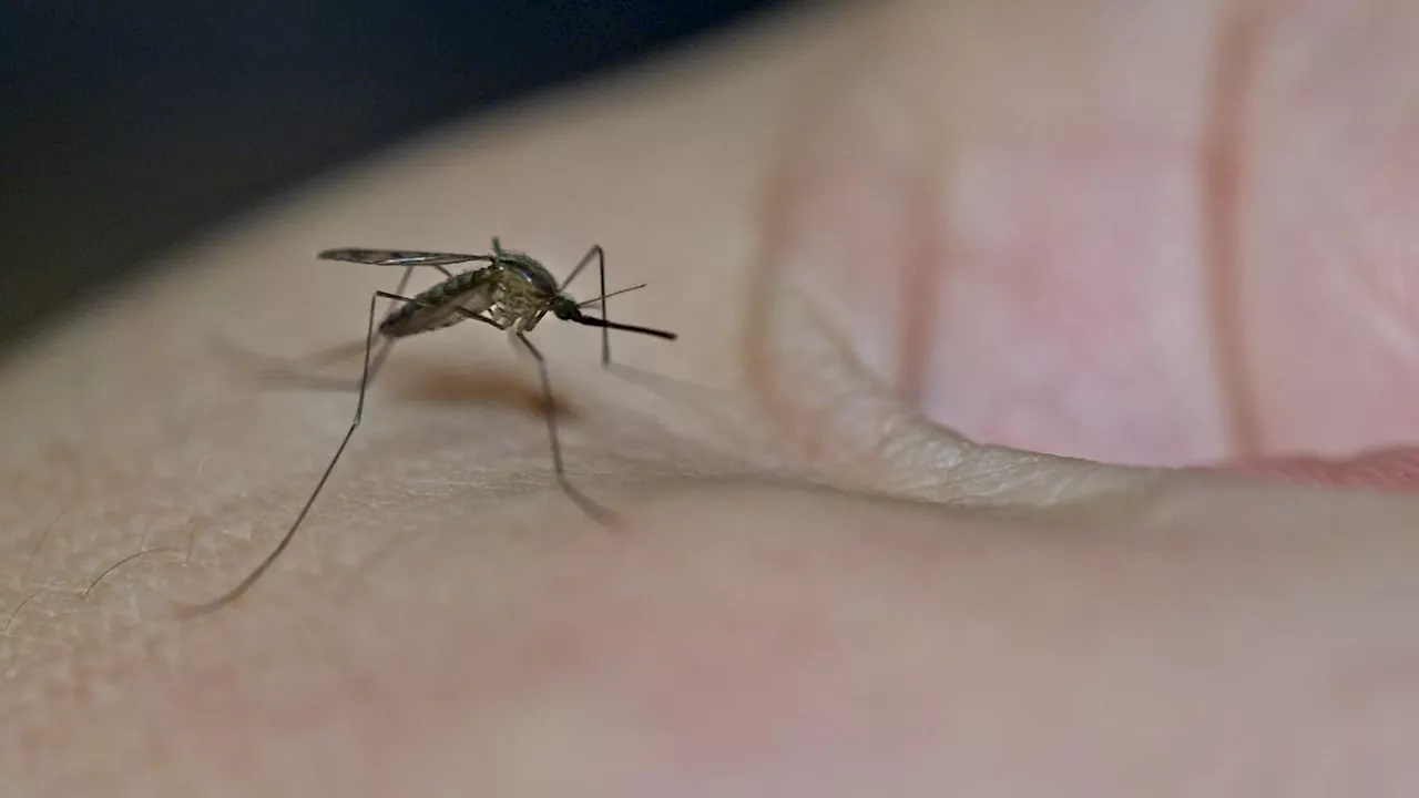 Moustiques Génétiquement Modifiés: Une Solution contre les Maladies Tropicales?