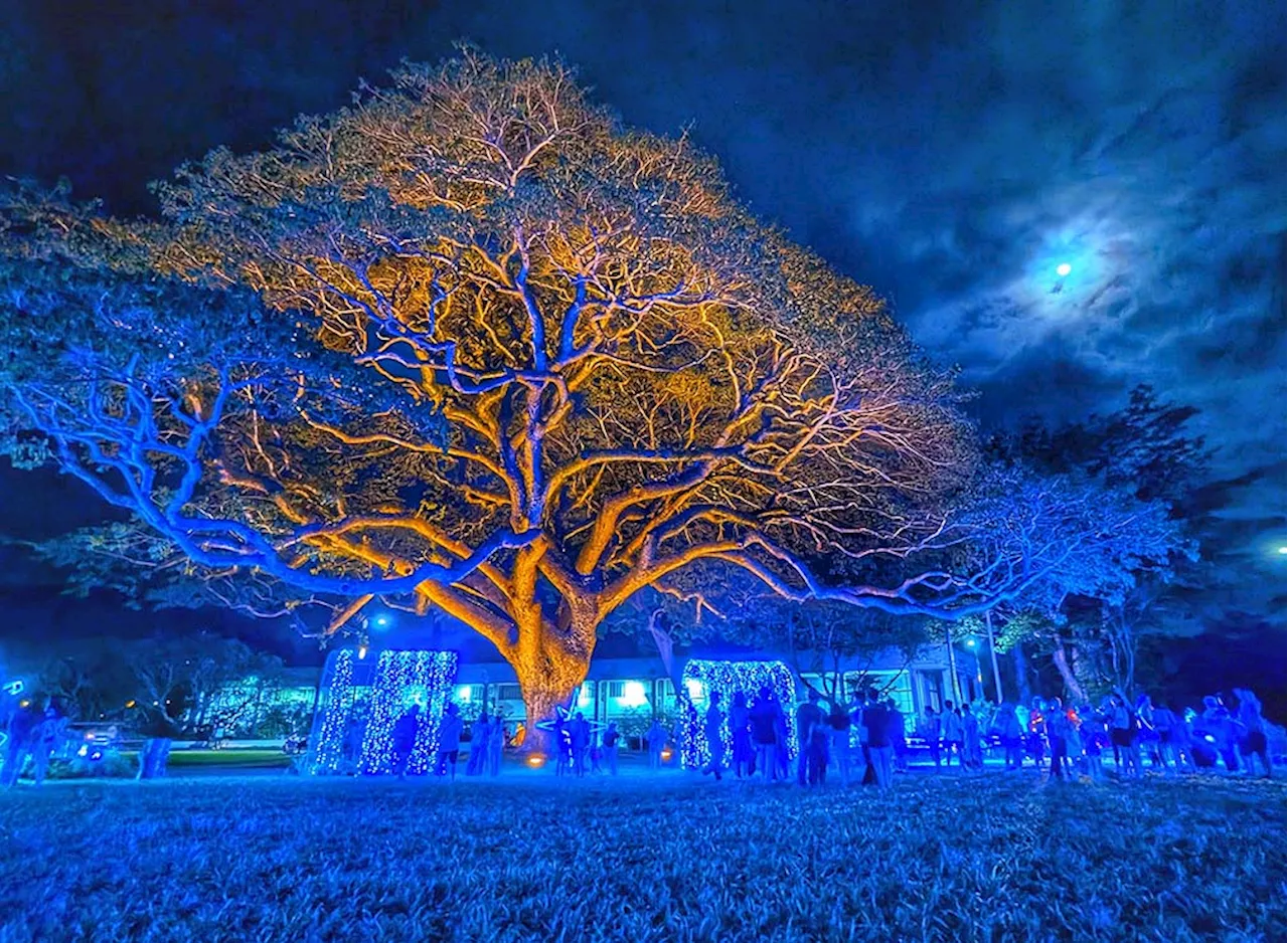 UPLB and PCA Partner to Boost Coconut Planting and Replanting Programs