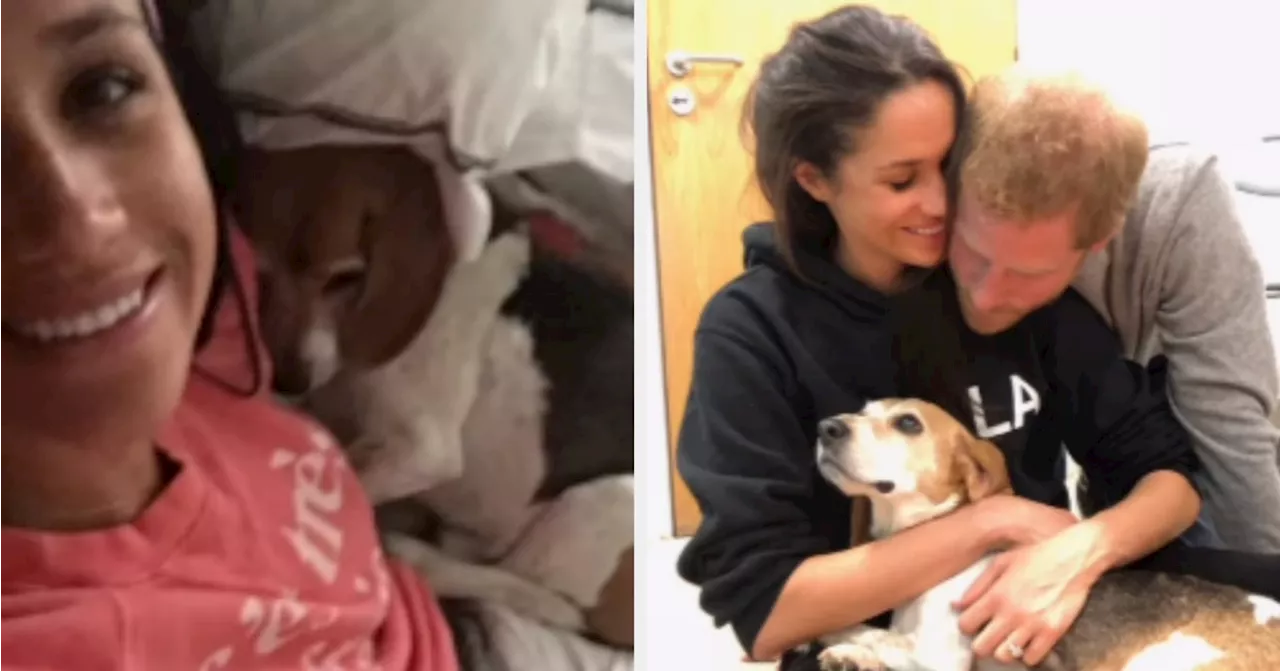 Meghan Markle Mourns the Loss of Her Rescue Dog, Guy