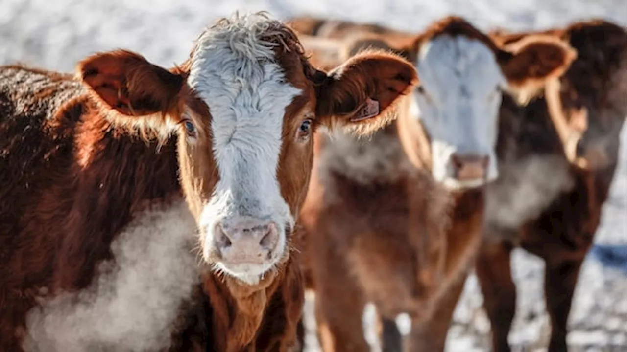 Alberta Researchers to Expand Wastewater Surveillance to Agriculture Sector to Detect Avian Influenza