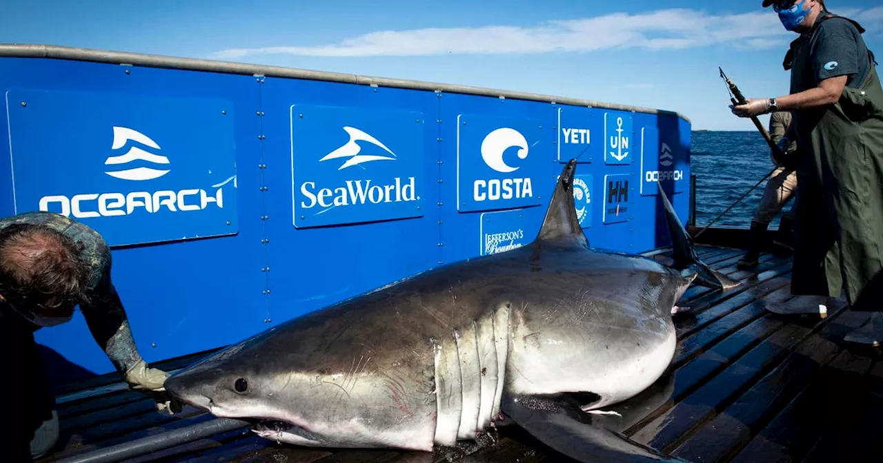 13-Foot Great White Shark Breton Makes Return to Florida Waters