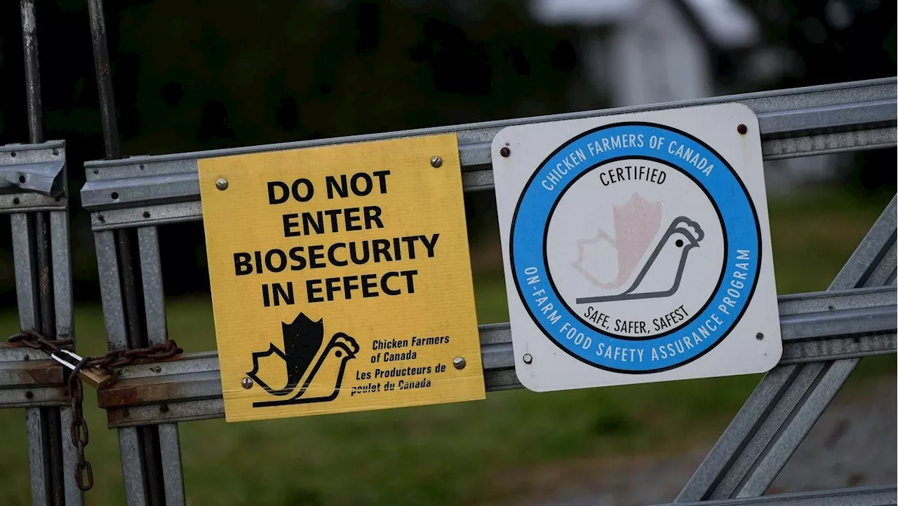 Canadian Officials Investigate Potential Link Between Teen's Avian Flu and US Death