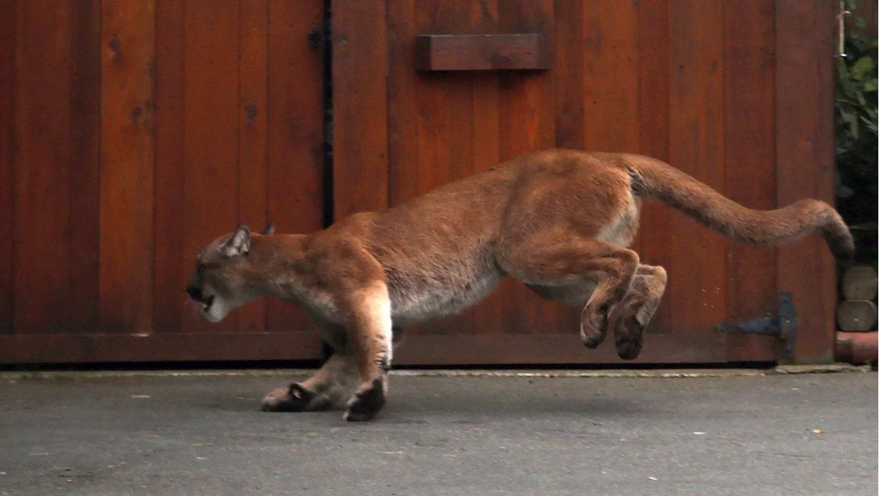 Cougar Spotted in Cadboro Bay, Residents Urged to Exercise Caution