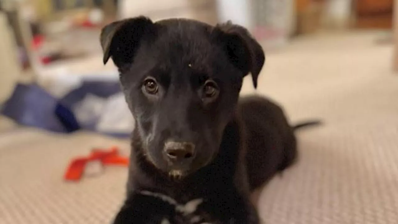 Labs Remain Victoria's Favourite Dog Breed for Tenth Year Running